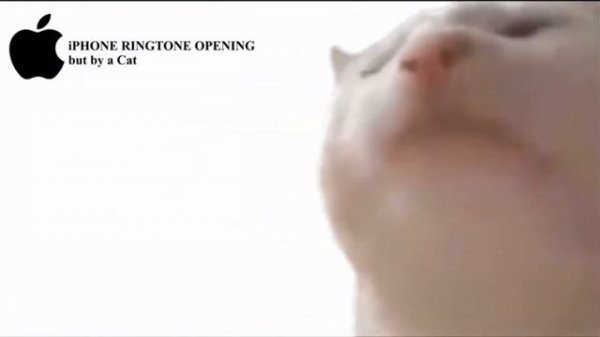 cat meow iphone ringtone 1 hour