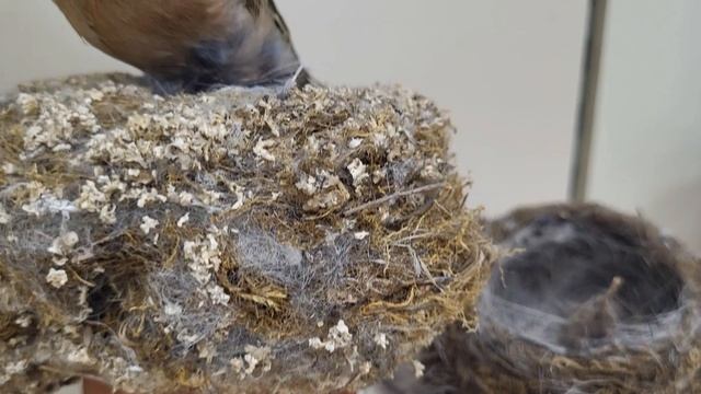 Уникальный зал природы Балашовского краеведческого музея, Саратовская область смотреть онлайн