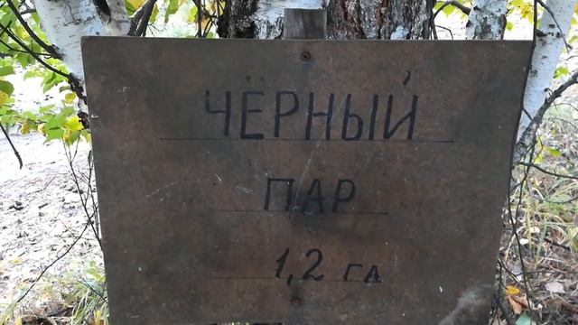 Копчик друидов вокруг питомника