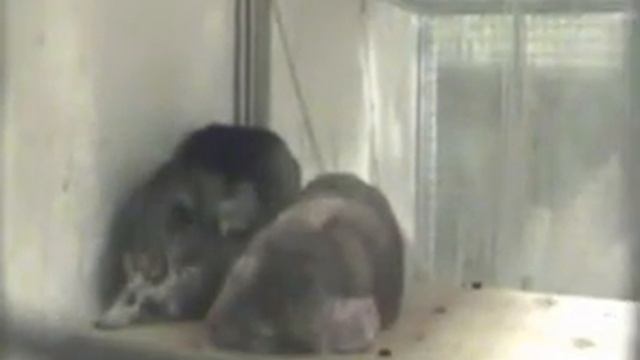 Фрикаделька показывает кошку смотреть онлайн