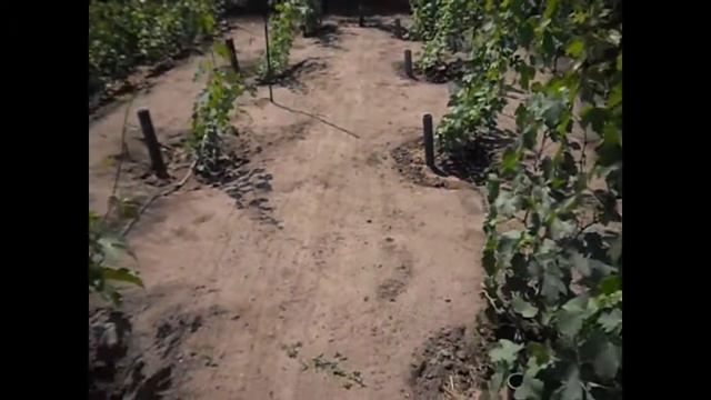 Обзор виноградника 2017 смотреть онлайн