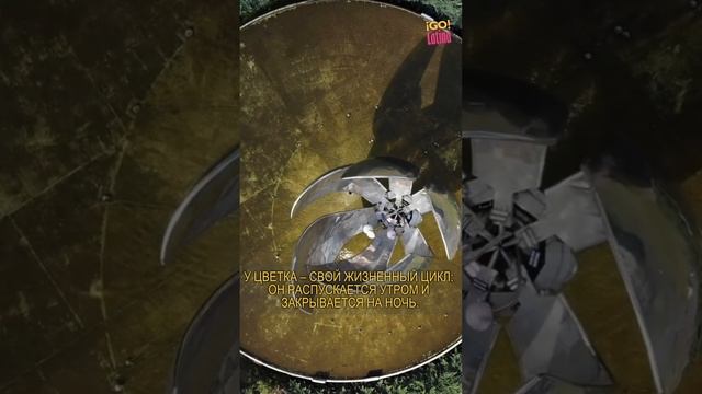 Туризм в Аргентине / Туры по Буенос Айресу / Металлический цветок #shorts #short