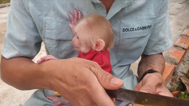Newborn Baby Monkey Eats Apple For The First Time