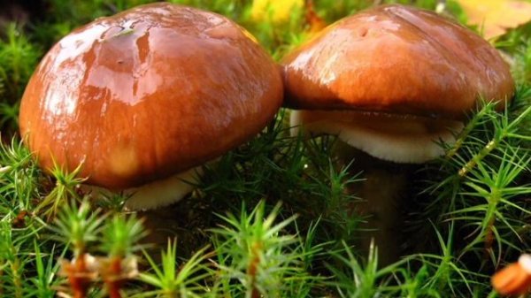 маслята песня 20