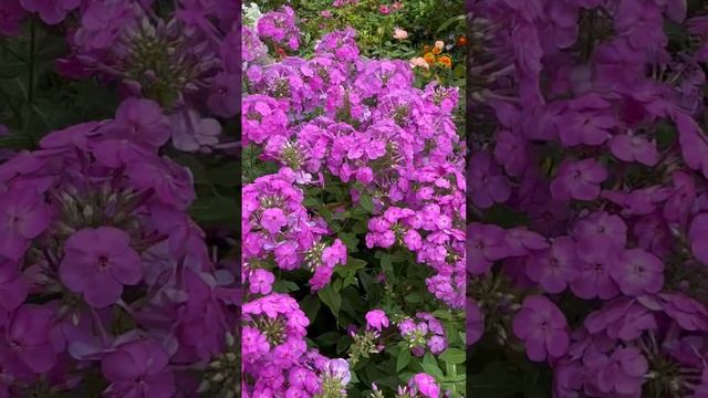 Цветение флоксов в моем саду #флоксы