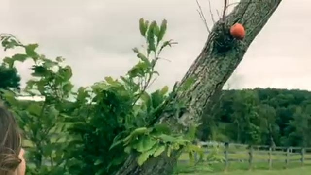 "The Treehouse"-The Short Film смотреть онлайн
