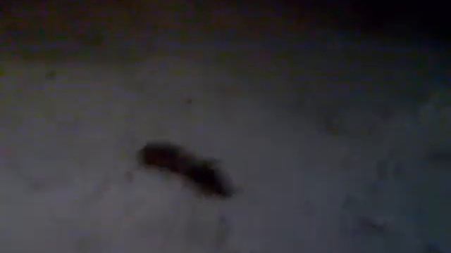 Гигантская мокрица... смотреть онлайн