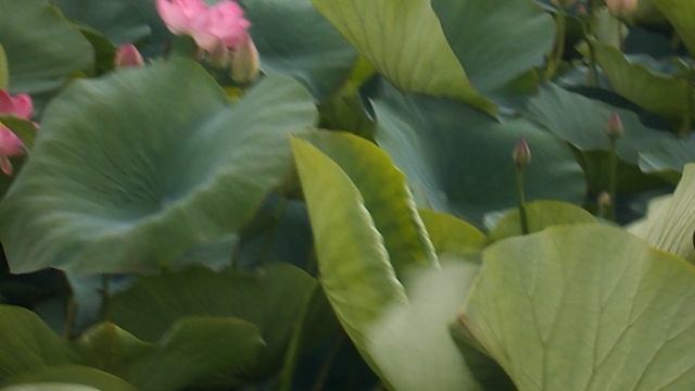 DSCN5666Лотосовый рай  Гуамское ущелье июль 2022