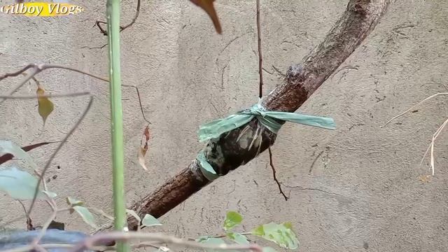 Paano ang tamang pagmmarcot || How to marcot atis || sugar apple || Bonsai materials смотреть онлайн