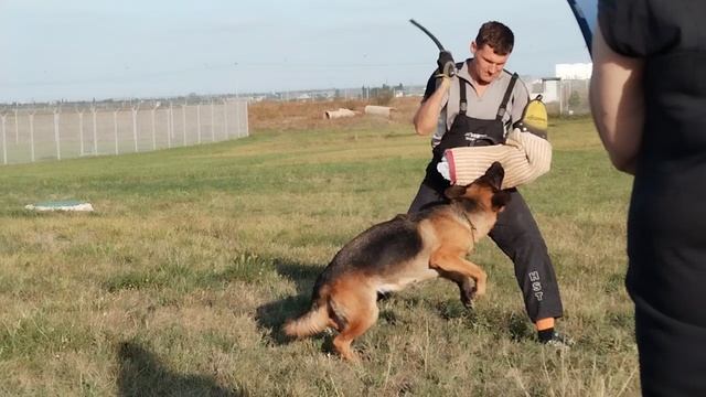 7.  выражено/перв БАЛАРИС КАРАМЕЛЬ (Баларис Блэк Файер – Viarel V. Gold Sieg)