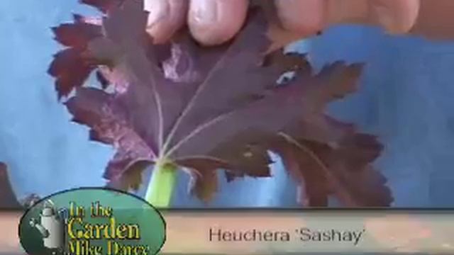Dan Heims, Terra Nova Nurseries смотреть онлайн