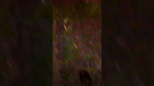 DAISY'S DESTRUCTION ES REAL Y NO DEBERÍAS VERLO JAMÁS