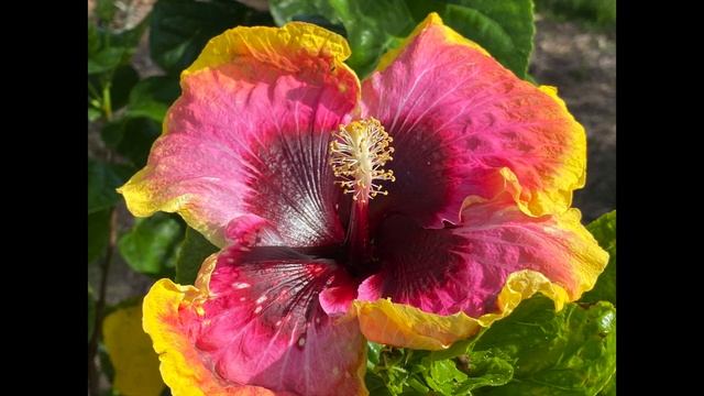 iPhone 11 Pro Max 48 Hours Later Battery Camera Samples смотреть онлайн