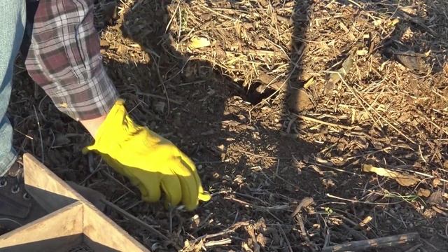 Coyote Trapping with Apple Road Bait смотреть онлайн