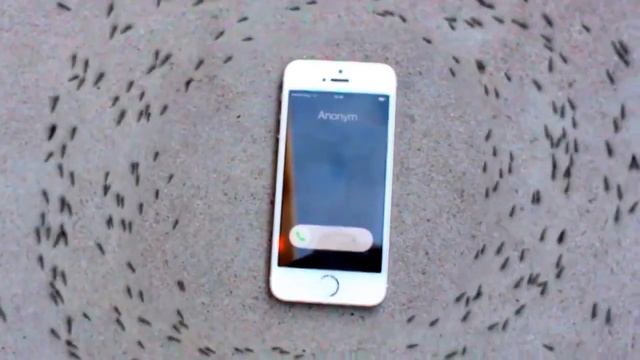 iphone 6s ringtone makes ants dance in a circle to drake смотреть онлайн