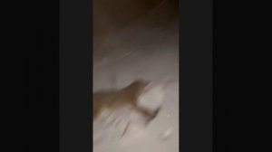 Охота на шакала ночью. Удачно выбрал место