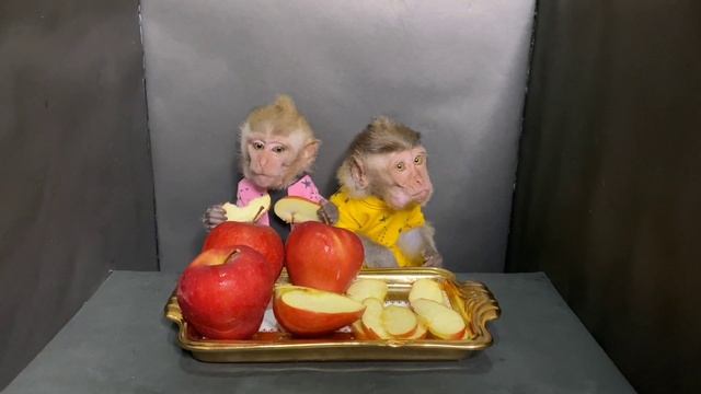ASMR SATISFYING COUPLE BABY MONKEY QUEEN BiBi EATS SWEET RED APPLE - PET MONKEY - CUTE BABY MONKEYS смотреть онлайн
