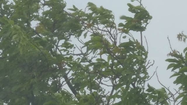 Parts of Plants for Kids | Learn all about plant parts and their functions смотреть онлайн