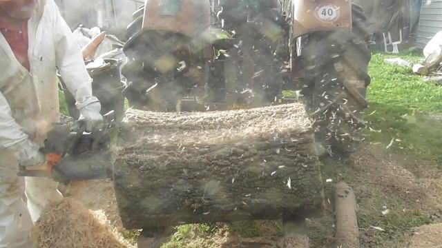 Taglio di quercia centenaria con motosega Oleomac 999F смотреть онлайн