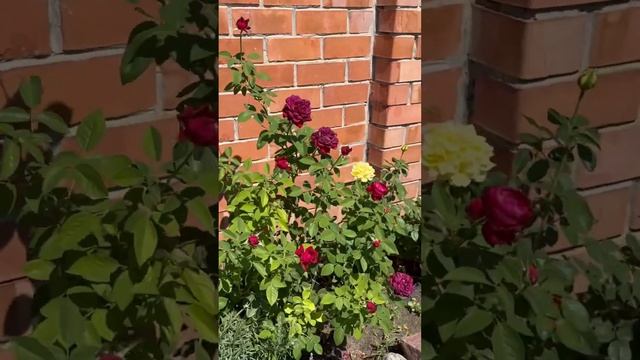 +44 в тени - как выживают цветы в такую жару‼️ 06 августа 2023 года  г.Астрахань