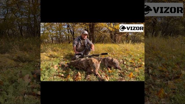 На «вабу» вышли две «прибылые» волчицы. смотреть онлайн