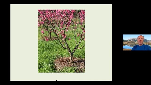 OC CRFG June 25th Robert Kourik on Summer Shaping смотреть онлайн