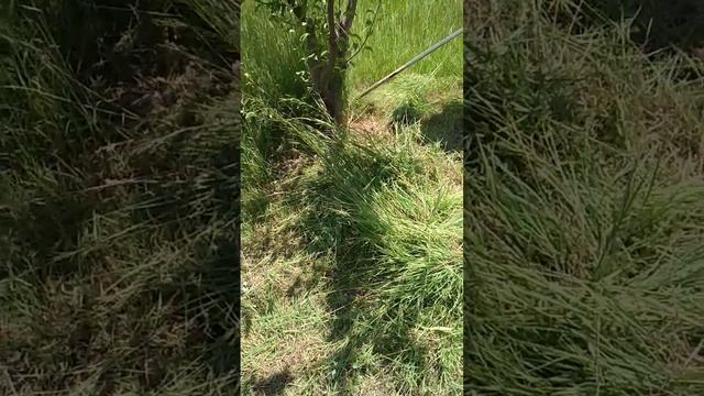 Мотор менен чөп оруу смотреть онлайн