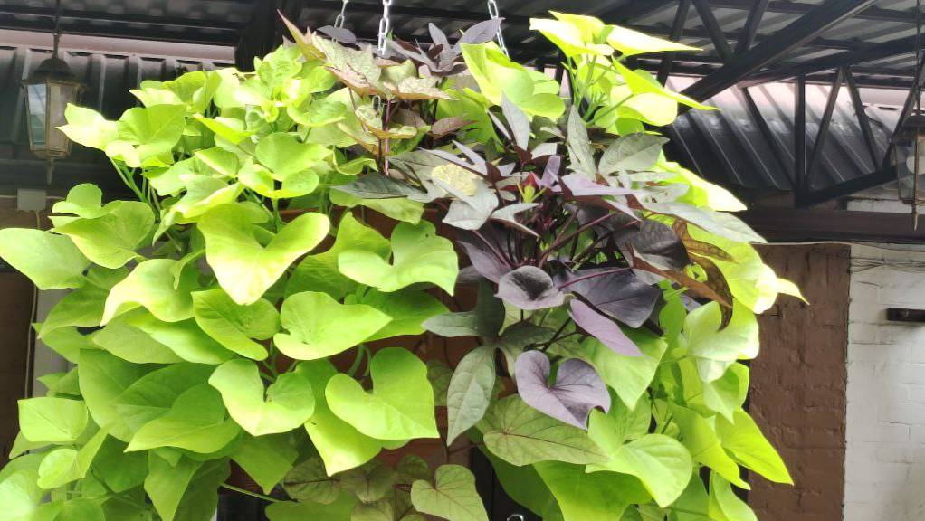 Как буду сохранять ипомею батат до весны. Пора черенковать смотреть онлайн