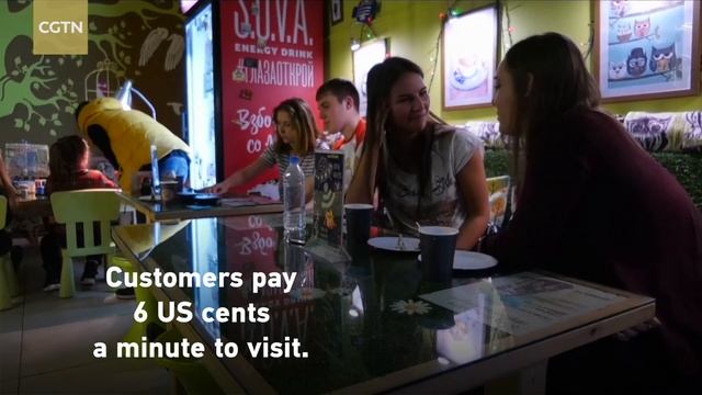 What a hoot! The Moscow cafe with owls on the menu смотреть онлайн