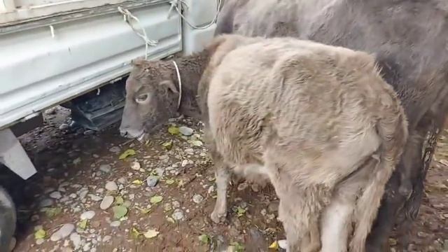МОЛБОЗОРИ ХУЛБУК НАРХИ ДУГОНИКХО ГОВИ БУГУЗ ГУСФАНД ХИНДУК МУРГОБИ ноября 2021 г. смотреть онлайн