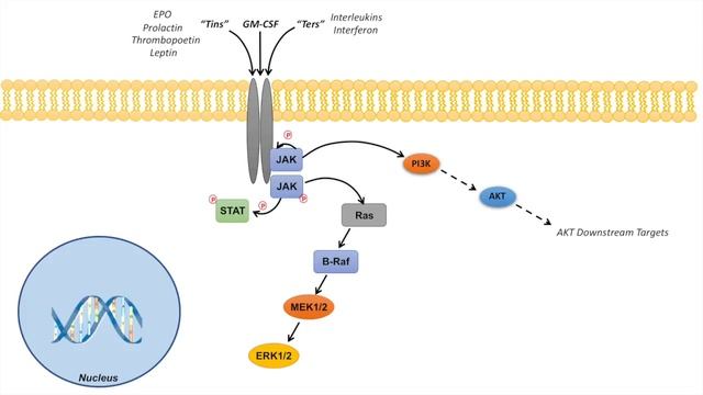 JAK-STAT Signaling Pathway смотреть онлайн