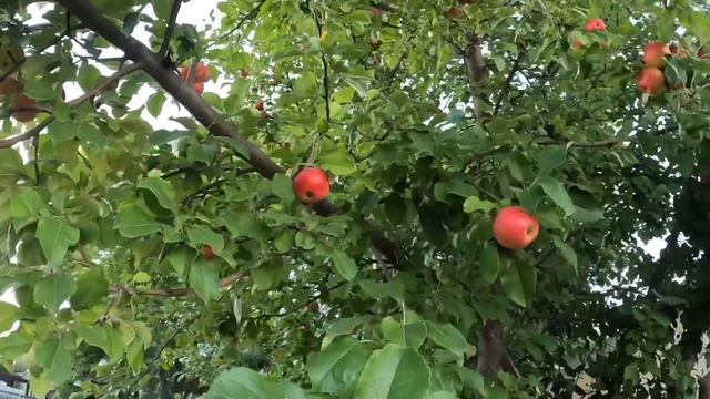 APPLE A DAY | FRUIT TREE | AROUND ALBERTA | EP27 #apple #appletree #picking #summertime смотреть онлайн