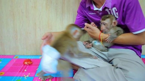 Newborn baby monkey Jenny Eating Apple and Look Sister ABBY