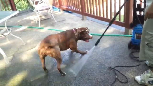 Pit bull vs pressure washer смотреть онлайн