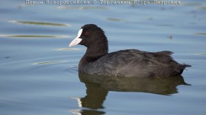 Охота на лысуху