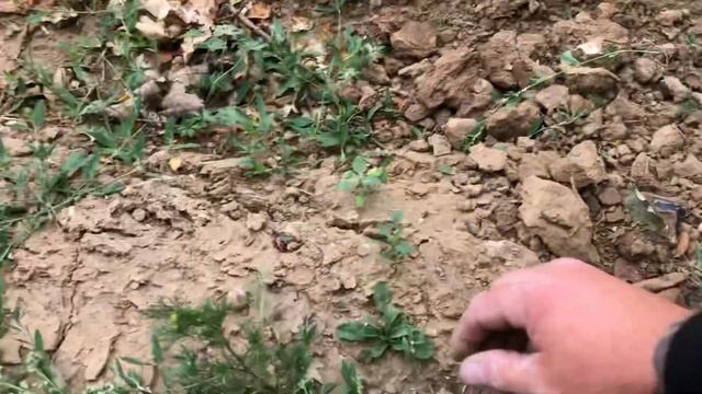 Minelab Equinox & Vanquish Metal Detecting on New Land смотреть онлайн