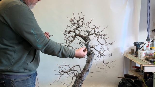Bonsaify | Valley Oak Bonsai Tree Fall Cleanup смотреть онлайн