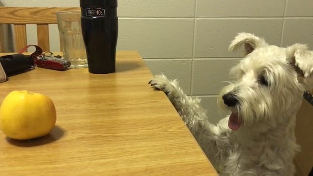 Beta the Miniature Schnauzer dog want to eat apple! смотреть онлайн