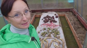 Видео привет с 6 соток 11 октября 2024 года.