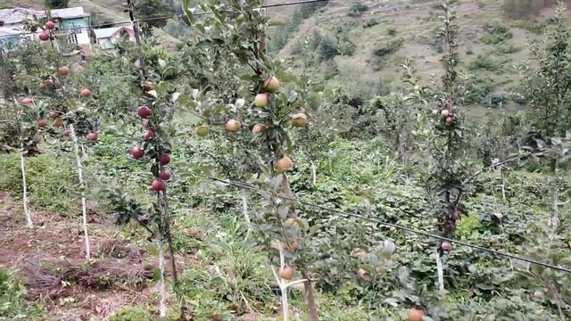 High density apple orchard at daral theog, jeromine gala granny smith смотреть онлайн