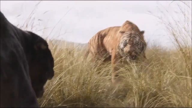 Jaguar vs Tiger Fight To Death - Wild Animals Attack смотреть онлайн