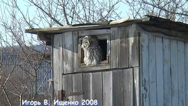 Длиннохвостая неясыть смотреть онлайн