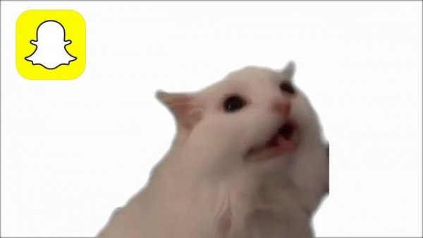 Cat meme ringtone phone|#meme #iphone #phone