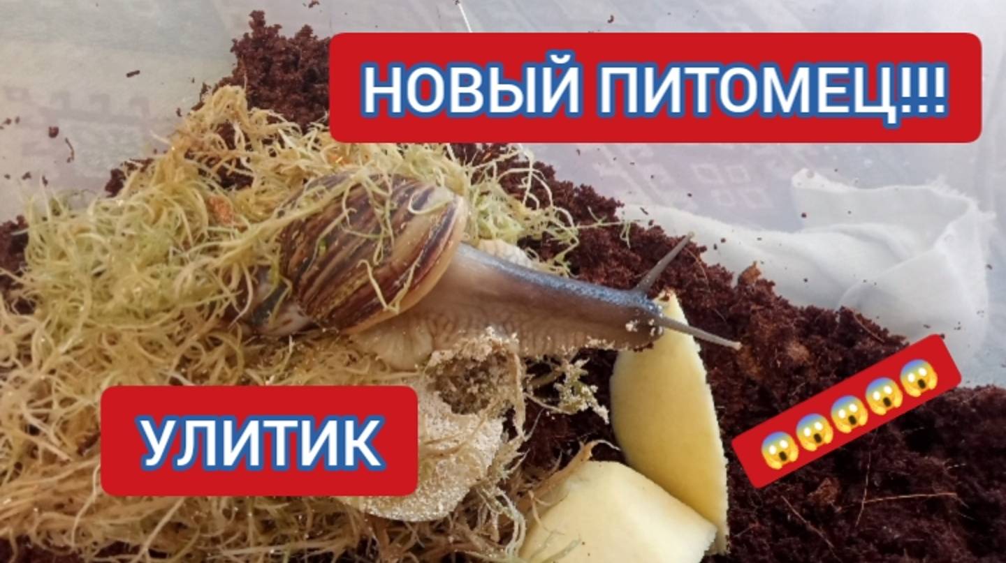 У ГОШИ НОВЫЙ ПИТОМЕЦ! УЛИТИК. СОЗДАЕМ УЮТНЫЙ ДОМИК ДЛЯ УЛИТКИ смотреть онлайн