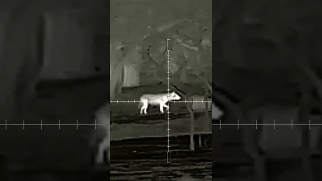 Охота на шакала продолжается #ночнаяохота #охота #223 #iray #hornady #kurbatovr715 смотреть онлайн