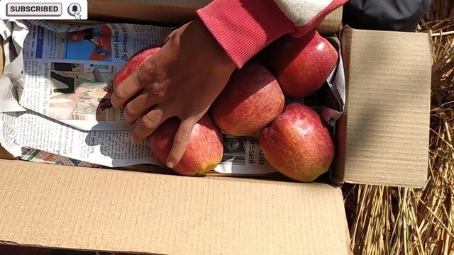 Red Delicious Apple Gift box packing for Diwali#kashmir смотреть онлайн