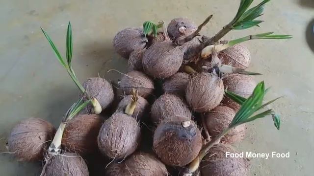 How to Make Coconut Flower at Home | Spongy Sweet Taste | Food Money Food смотреть онлайн
