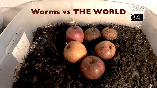2,000 Red Wigglers eating BANANAS and APPLES | 60 day Time Lapse Fast Playback смотреть онлайн