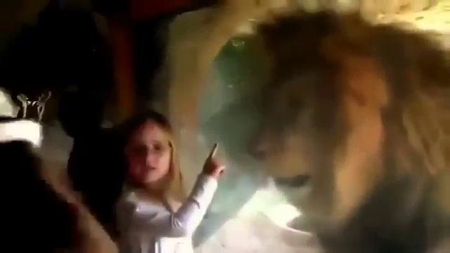 A lion attacked a girl in the zoo смотреть онлайн