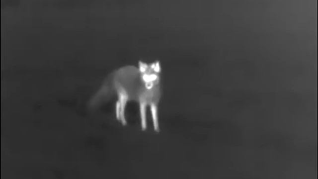 Лисица подошла очень близко смотреть онлайн